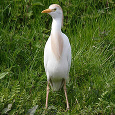 Western Cattle Egret