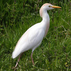 Western Cattle Egret