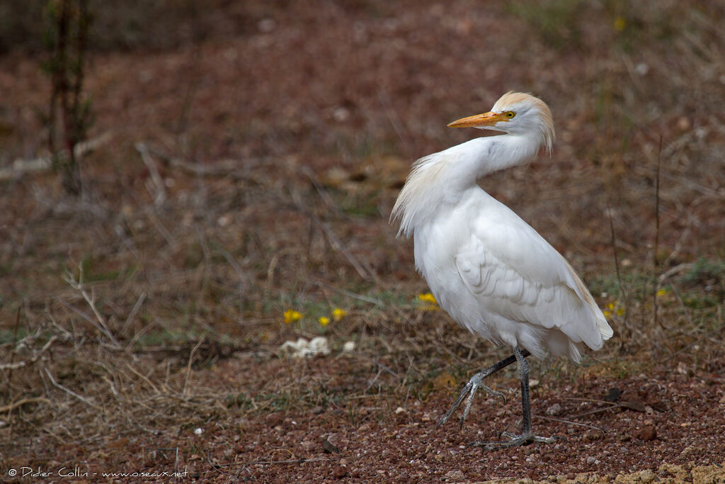 Western Cattle Egretadult, identification