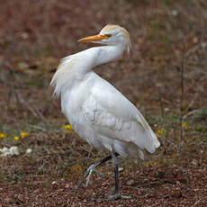 Western Cattle Egret