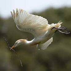 Western Cattle Egret