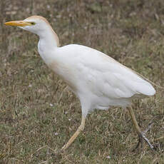 Western Cattle Egret