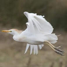 Western Cattle Egret