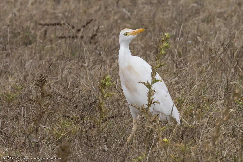 Western Cattle Egret