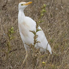 Western Cattle Egret