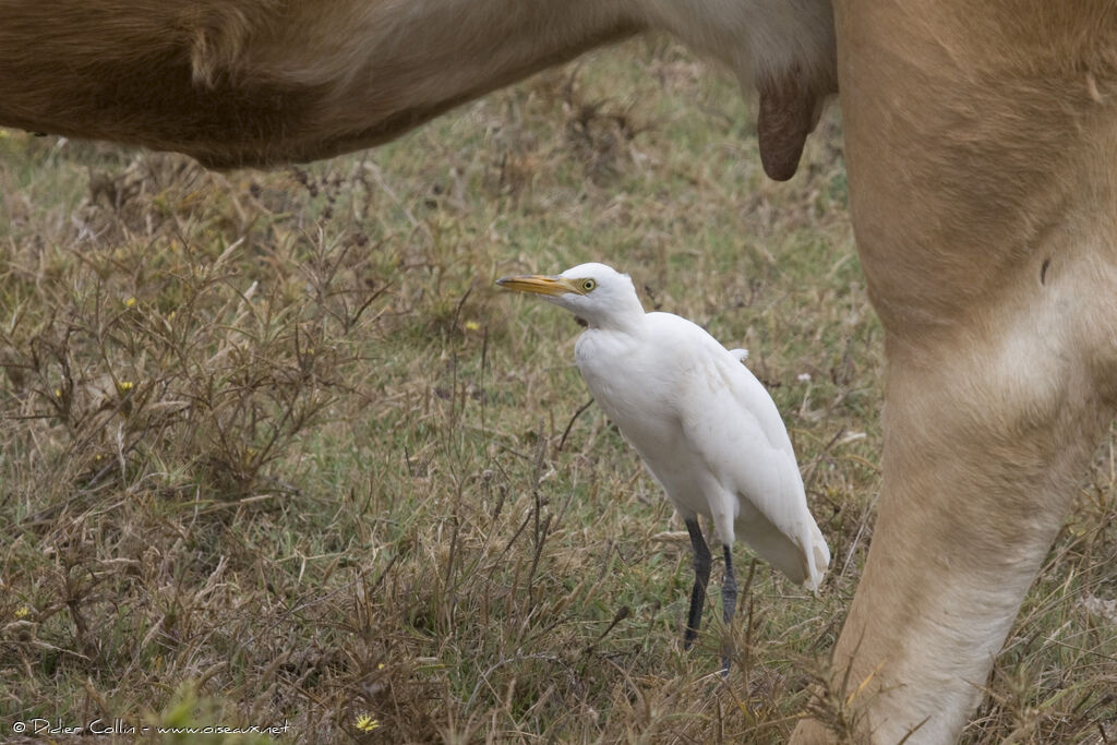 Western Cattle Egret