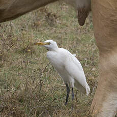 Western Cattle Egret