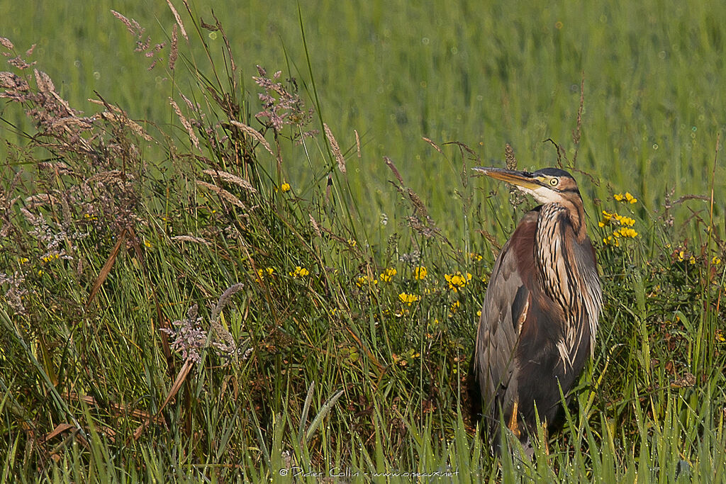 Héron pourpréadulte, habitat