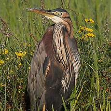 Purple Heron