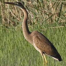 Purple Heron