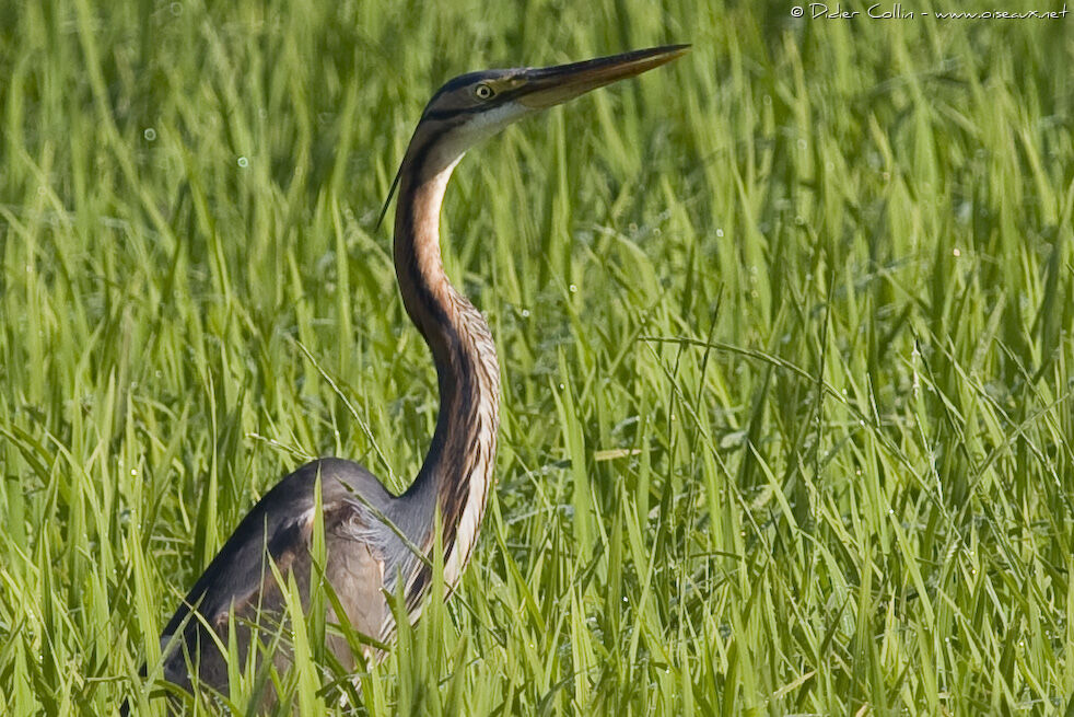 Purple Heronadult