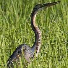 Purple Heron