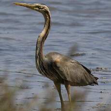 Purple Heron