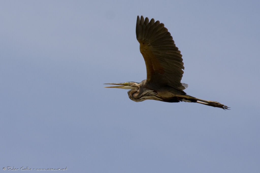 Purple Heron, Flight