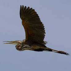 Purple Heron