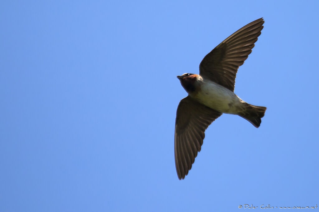 Hirondelle à front blancadulte, chant