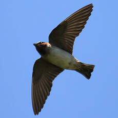 American Cliff Swallow