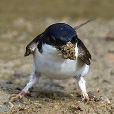 Common House Martin