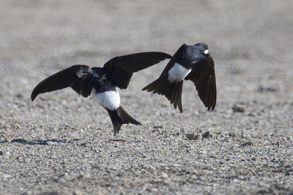 Common House Martinadult, Flight