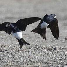 Western House Martin