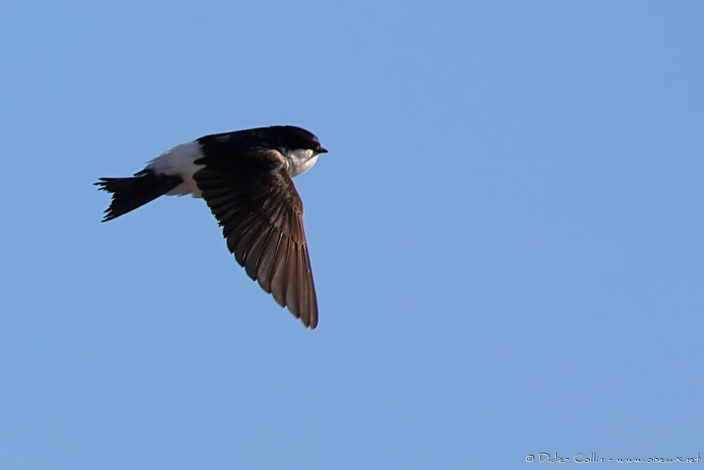 Western House Martinadult breeding, Flight