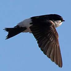 Western House Martin