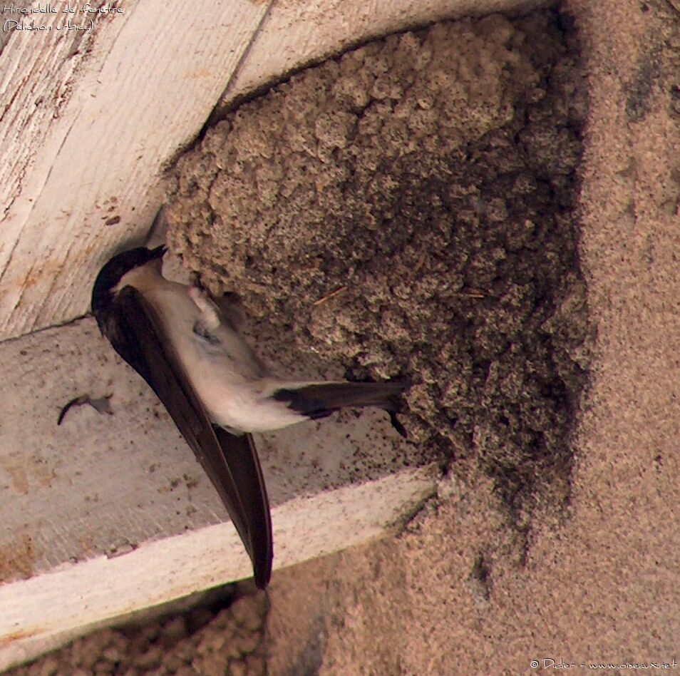 Western House Martinadult, Reproduction-nesting, Behaviour