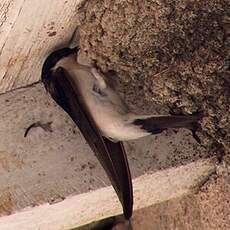 Common House Martin