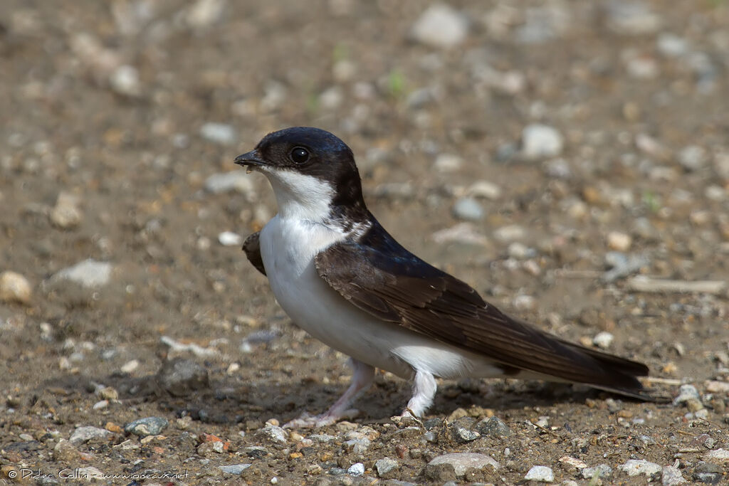 Western House Martinadult, identification