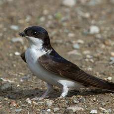 Western House Martin