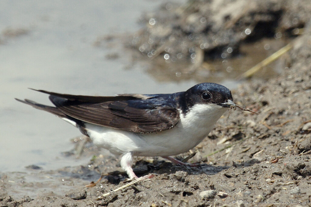 Hirondelle de fenêtreadulte nuptial, identification, Nidification, Comportement