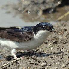 Common House Martin