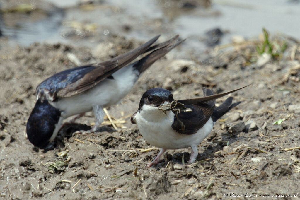 Common House Martinadult, Reproduction-nesting, Behaviour