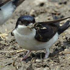 Common House Martin