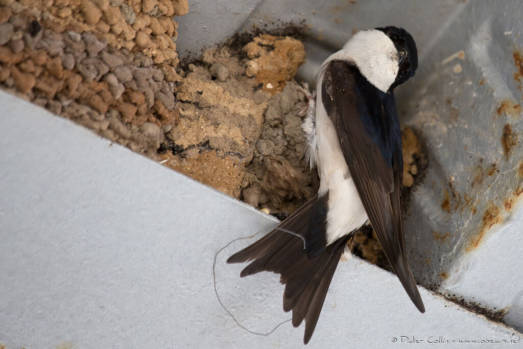 Western House Martinadult breeding, Reproduction-nesting