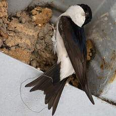 Western House Martin