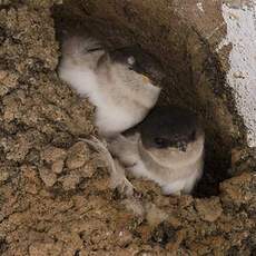 Western House Martin