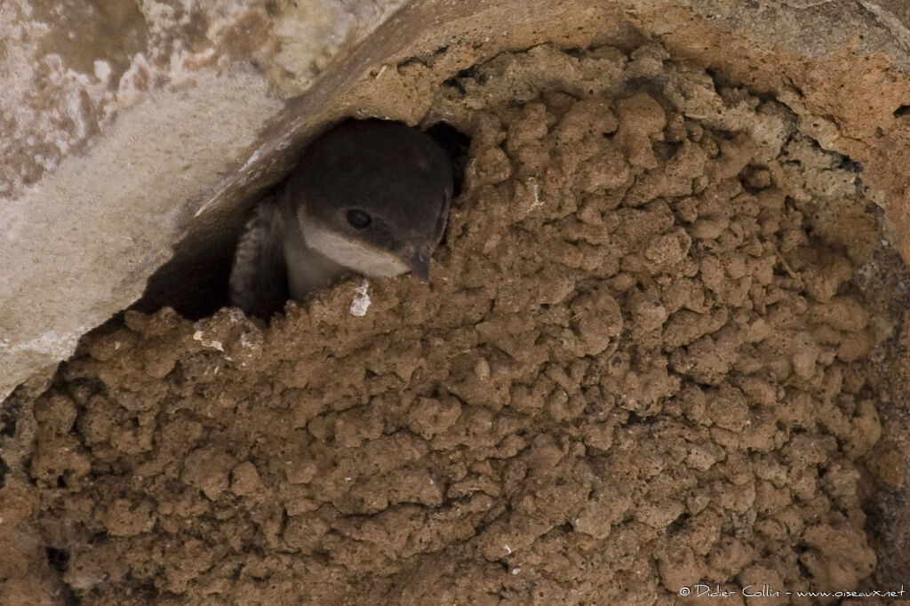 Common House Martinjuvenile, Reproduction-nesting