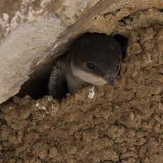 Common House Martin