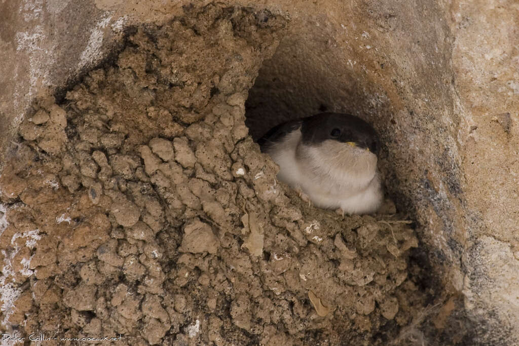 Western House Martinjuvenile, Reproduction-nesting