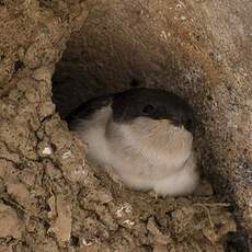 Common House Martin