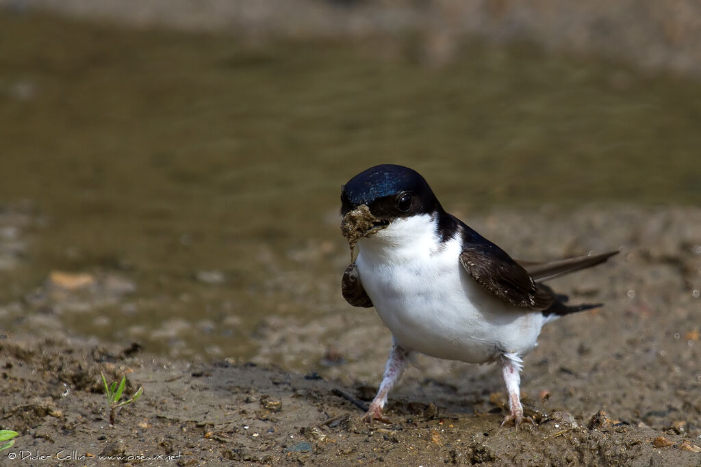 Western House Martinadult, identification, Reproduction-nesting, Behaviour