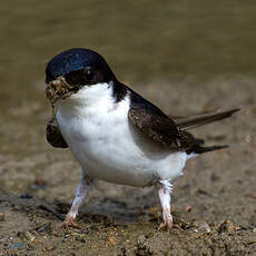 Common House Martin