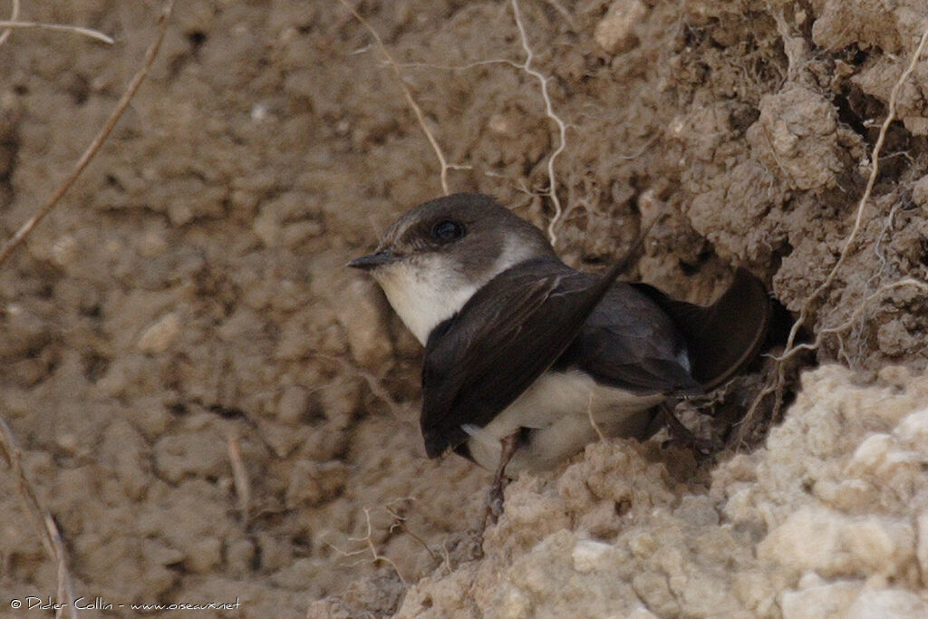 Sand Martin