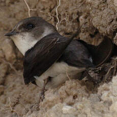 Sand Martin