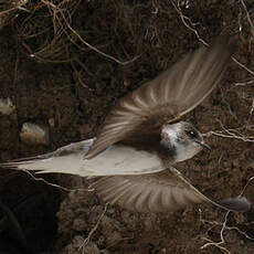 Sand Martin