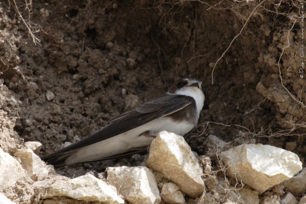 Sand Martin