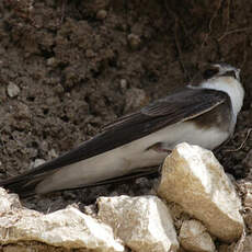 Sand Martin