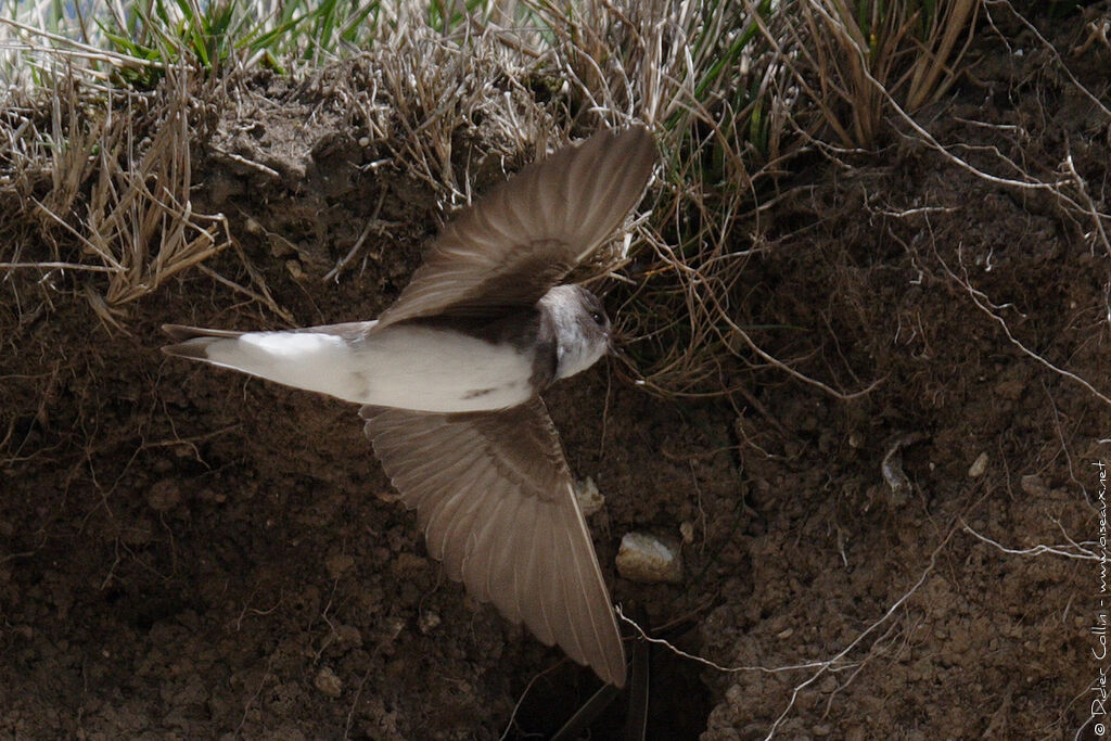 Sand Martin