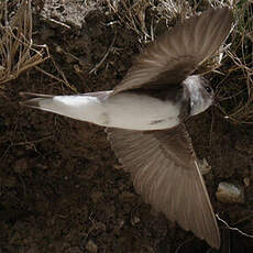 Sand Martin